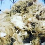 Lucky the rescued dog was given a new lease of life after a grooming transformation