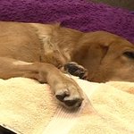 Dog hit by car receives help from community