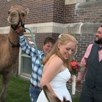 Happy Hump Day! Wedding guests include a camel