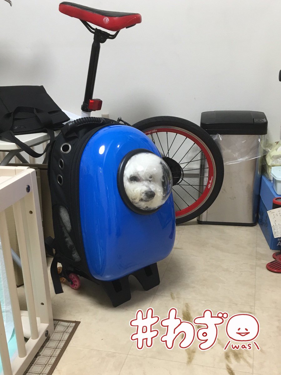 ドラえもんなう((̵̵́ ̆͒͟˚̩̭ ̆͒)̵̵̀) アンくんの新しいリュックがドーラちゃんのやつと色違いだった😂#も ドラえもんなう((̵̵́ ̆͒͟˚̩̭ ̆͒)̵̵̀) アンくんの新しいリュックがドーラちゃんのやつと色違いだった😂#も