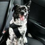 Uber launches pet-friendly transportation option uberPET