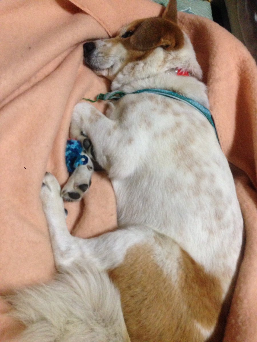 犬猫が地震でキョドったら、せっせと体を揺らして「なーんだ、カイヌシかー、カイヌシが揺らしてたのかー」って思わせるといいっ 犬猫が地震でキョドったら、せっせと体を揺らして「なーんだ、カイヌシかー、カイヌシが揺らしてたのかー」って思わせるといいっ