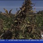 New Fire Breaks Out In Santa Cruz Mountains