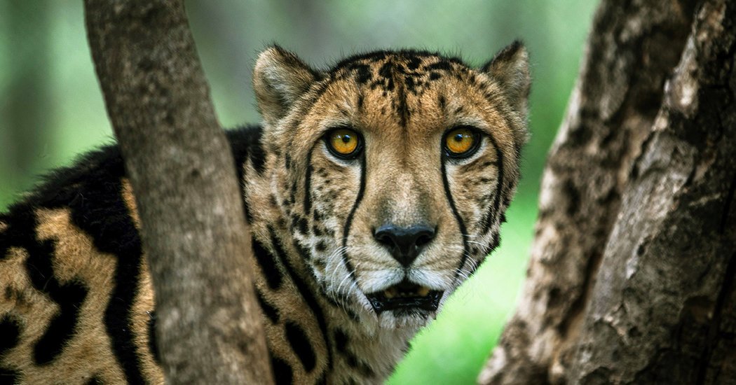Fighting Extinction: Researching and Designing Solutions to Protect Endangered Species