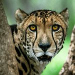 Fighting Extinction: Researching and Designing Solutions to Protect Endangered Species