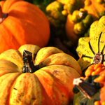 Love pumpkin spice? 15 Philadelphia restaurants where you can get your pumpkin fix