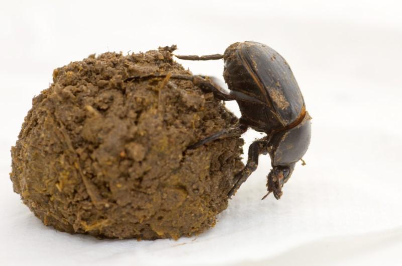 'Save the dung beetle!' Global science chief says biodiversity vital