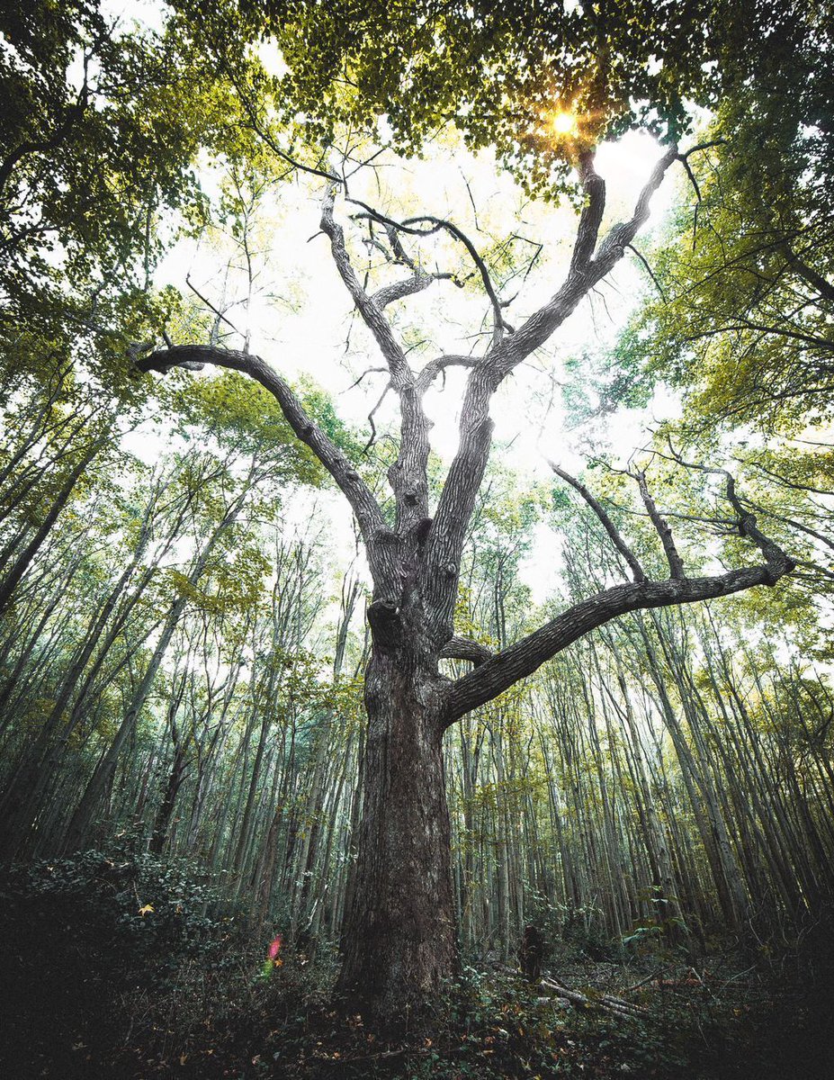 Pretty epic tree..  https://t.co/xxJzfvpaFp https://t.co/NZGJCyJ0cR