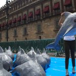 Searchers in Mexico find, but release, vaquita porpoise calf