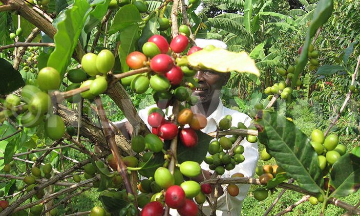 USAID agricultural project creates jobs, increases exports