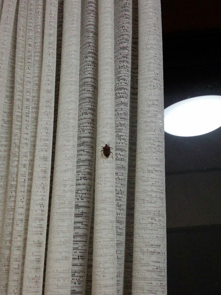 ばらかもんのカメムシ回(笑)見てたら部屋に来た。てかどっから入った💧刺激しないようにペットボトルペットボトル... ばらかもんのカメムシ回(笑)見てたら部屋に来た。てかどっから入った💧刺激しないようにペットボトルペットボトル...