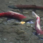 Walker administration asks state Supreme Court to block salmon protection initiative