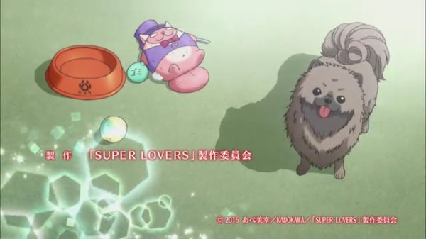 『SUPER LOVERS』タヌキ 『SUPER LOVERS』タヌキ
