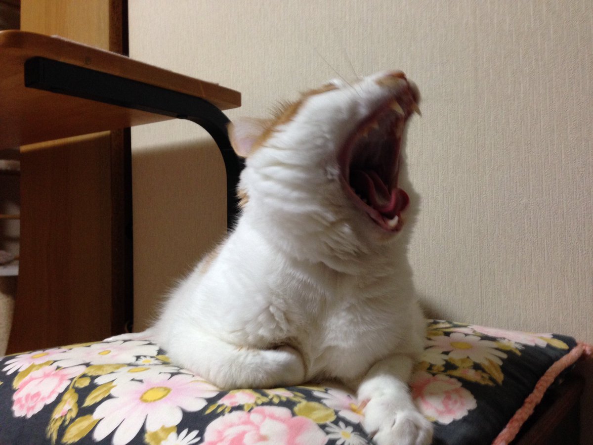 #ねこの写真ヘタクソ選手権この寄生獣感 #ねこの写真ヘタクソ選手権この寄生獣感