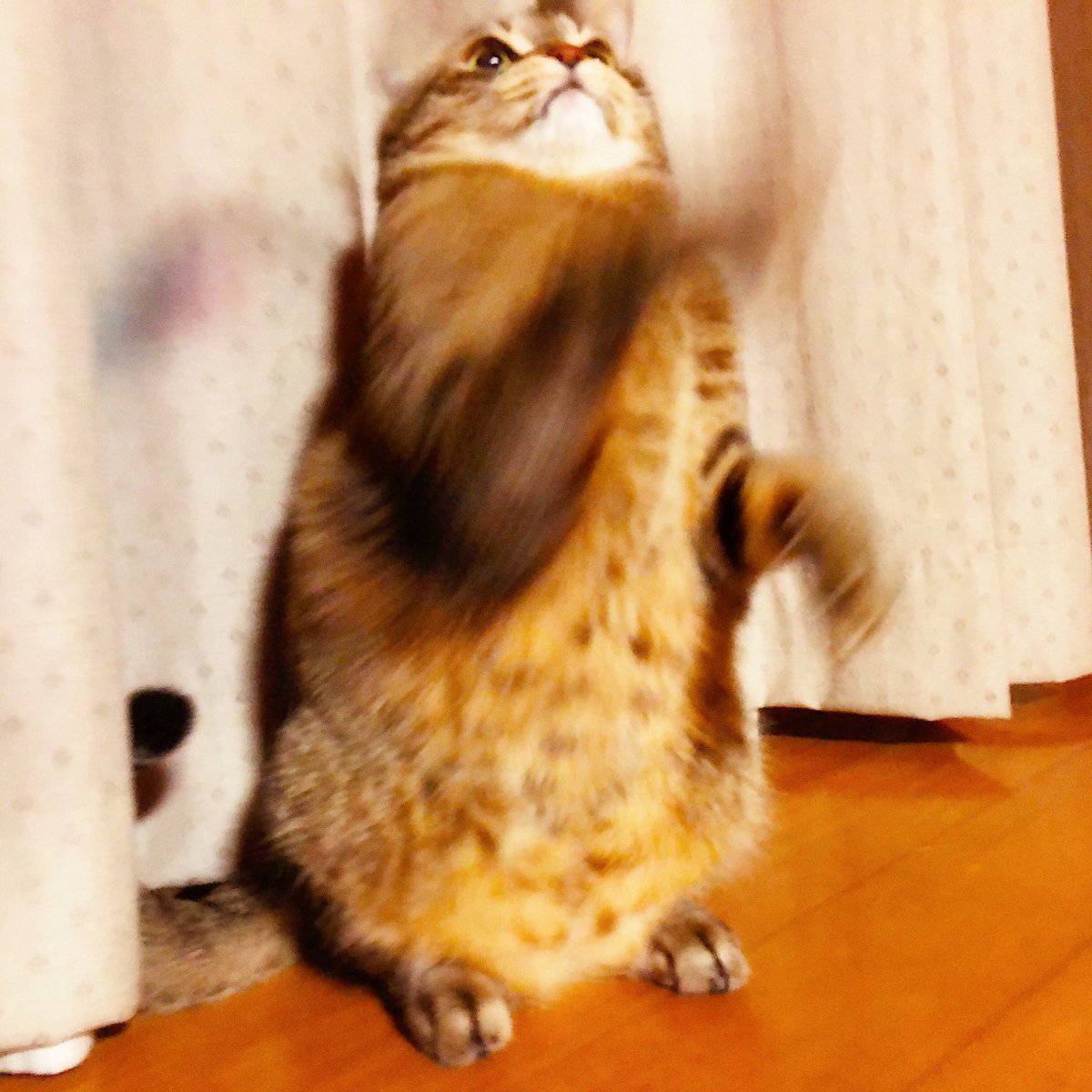 #ねこの写真へたくそ選手権これはどうだ?🙈#寄生獣 #寄生獣ミギー #ミギー #ねこの写真へたくそ選手権これはどうだ?🙈#寄生獣 #寄生獣ミギー #ミギー