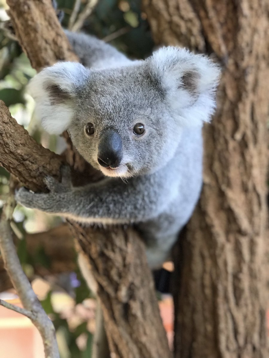 RT @TerriIrwin: Spring is in full swing @AustraliaZoo with so many gorgeous baby animals. Meet Snow the koala. https://t.co/ThDBxwoYMe