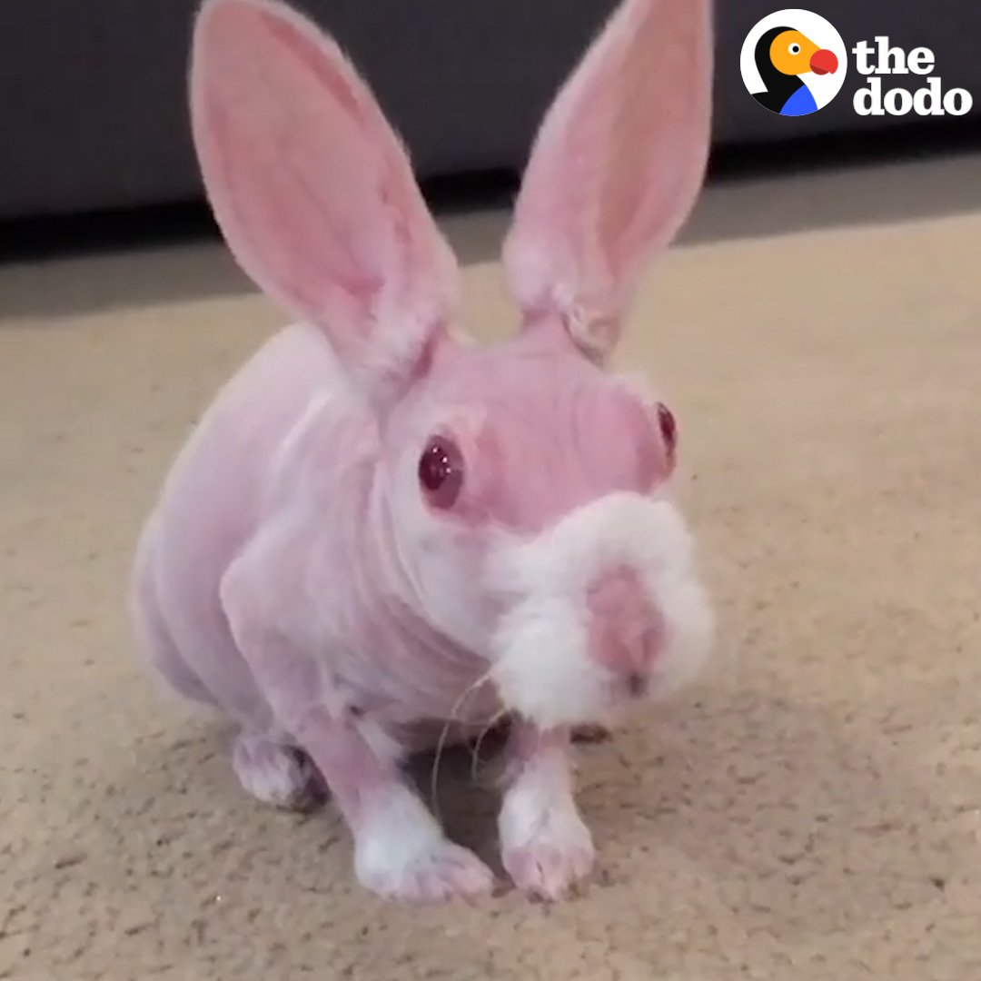 This naked little bunny didn't have a good start to life ...