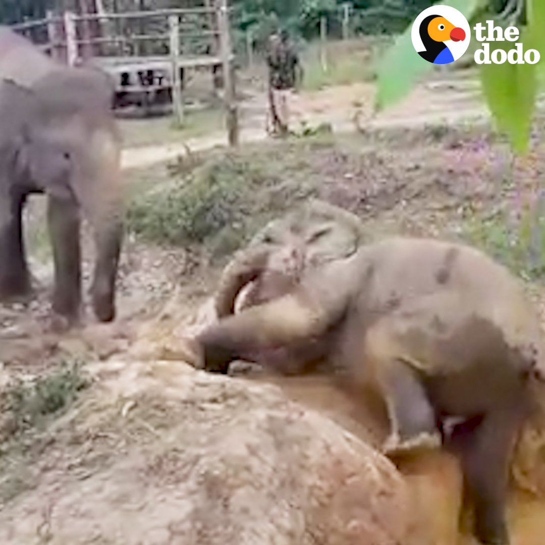 RT @dodo: This baby elephant needed some help getting out of a river — and the sweetest thing happened ???????? https://t.co/UGNJz0vHki