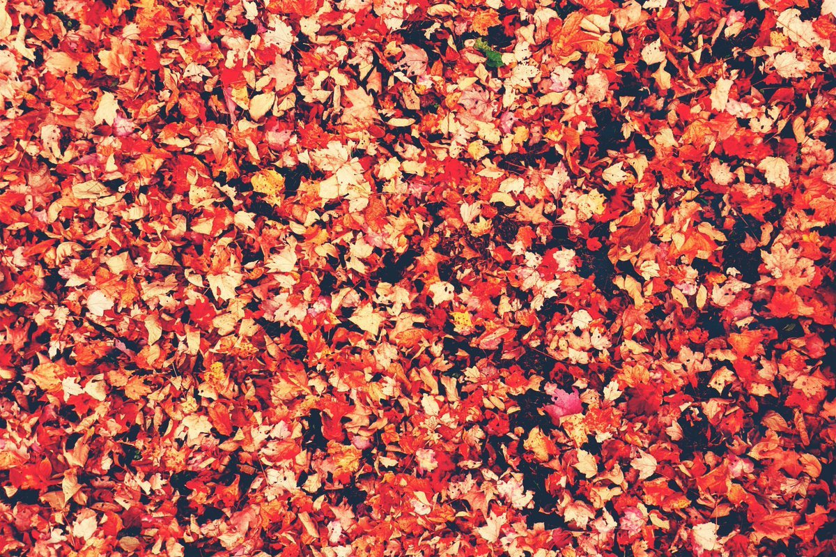 So many leaves... just so many frickin' leaves... https://t.co/Kut5ZFJOUf https://t.co/iobfNmdiqJ