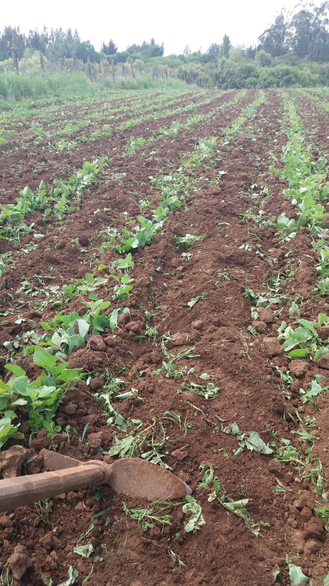Primer desmalezado de Quinoa orgánica en Kolpanao, Makewe #SaludColectiva https://t.co/fnnZLNXKSL