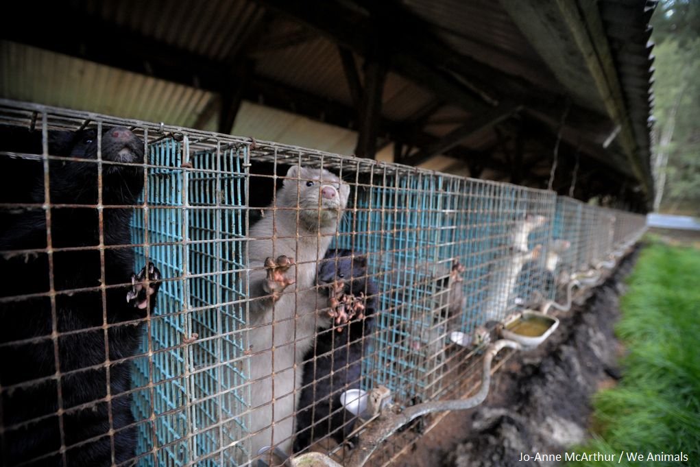 RT @PETAUK: Pamela Anderson asks Leo Varadkar to ban fur farming in Ireland.
https://t.co/71j5DsvZbv https://t.co/jo0n17swiS