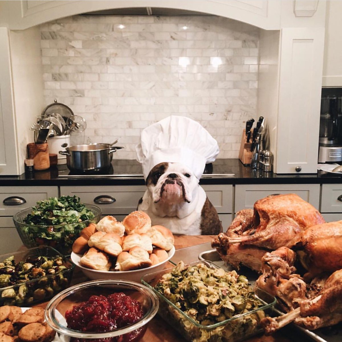 If my #Thanksgiving feast doesn’t look like this tomorrow... I don’t want it. ???? #MabelTheBully https://t.co/Ir6smx46Ou