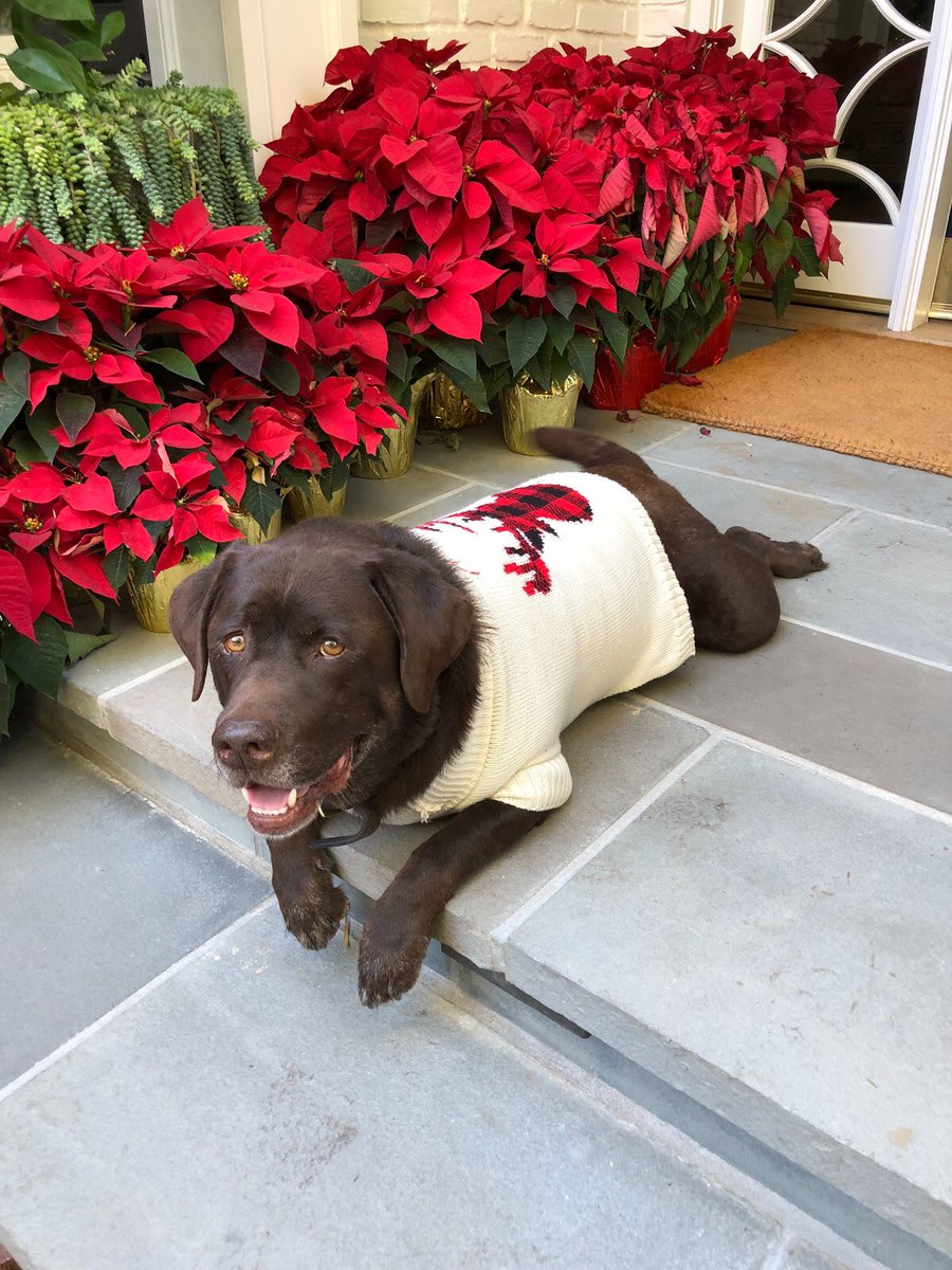 Gotta ❤️ a festive dog sweater! #LoveMyLab https://t.co/C4JySI9MFp