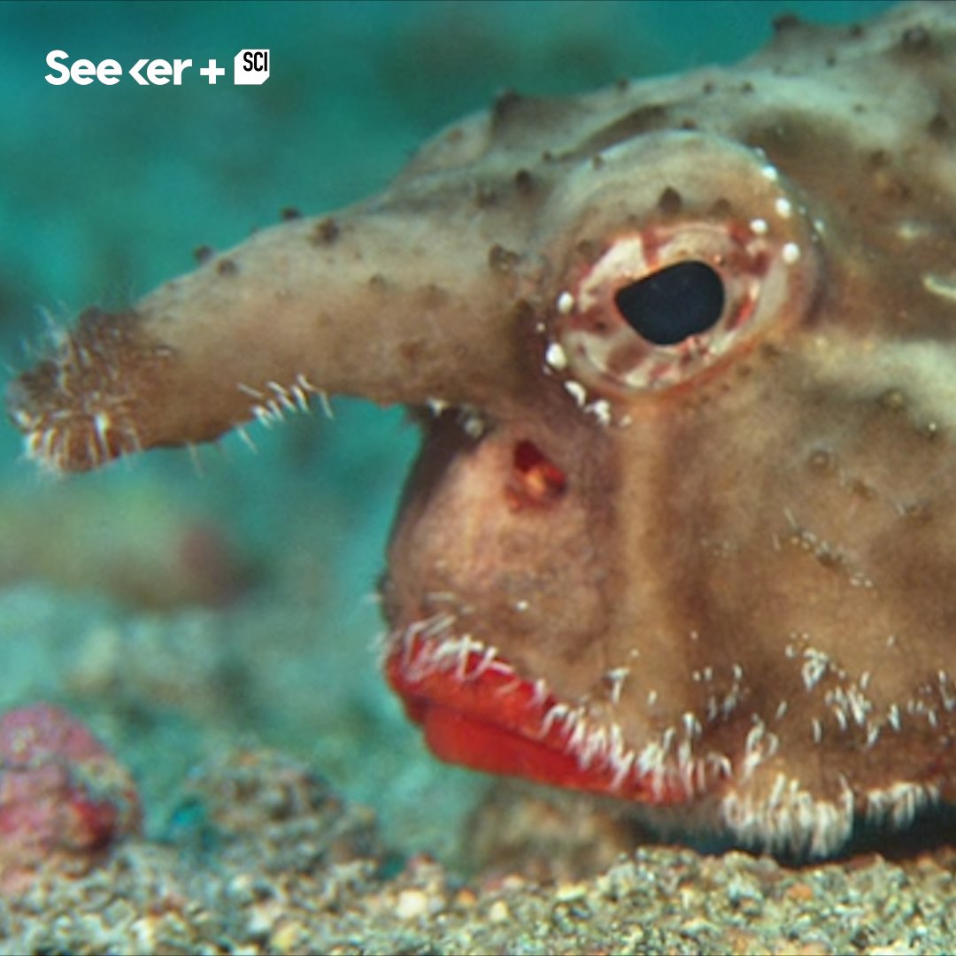 An iconic red lip looks good on anyone, even this batfish.