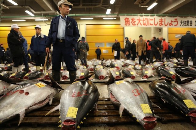 マグロ初セリ　最高値は？