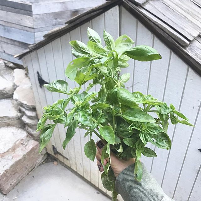 Fresh picked basil from our #garden ???? https://t.co/Y2Ed0K2Vhs https://t.co/8rTy1NygCx