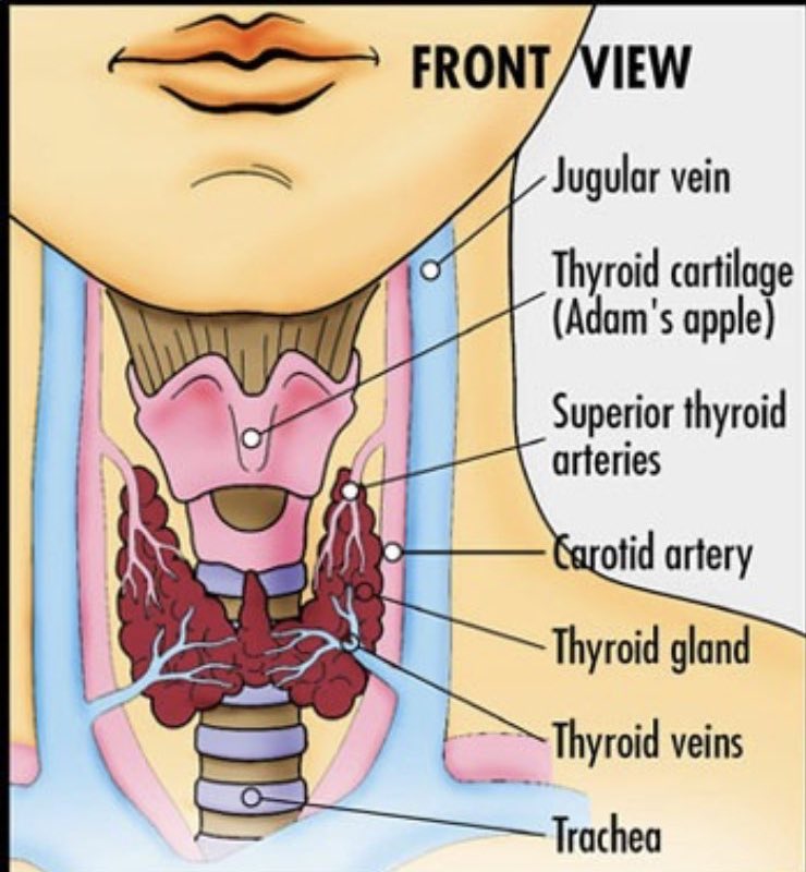 #ThyroidAwarenessMonth https://t.co/Ja8l6BN5Ax