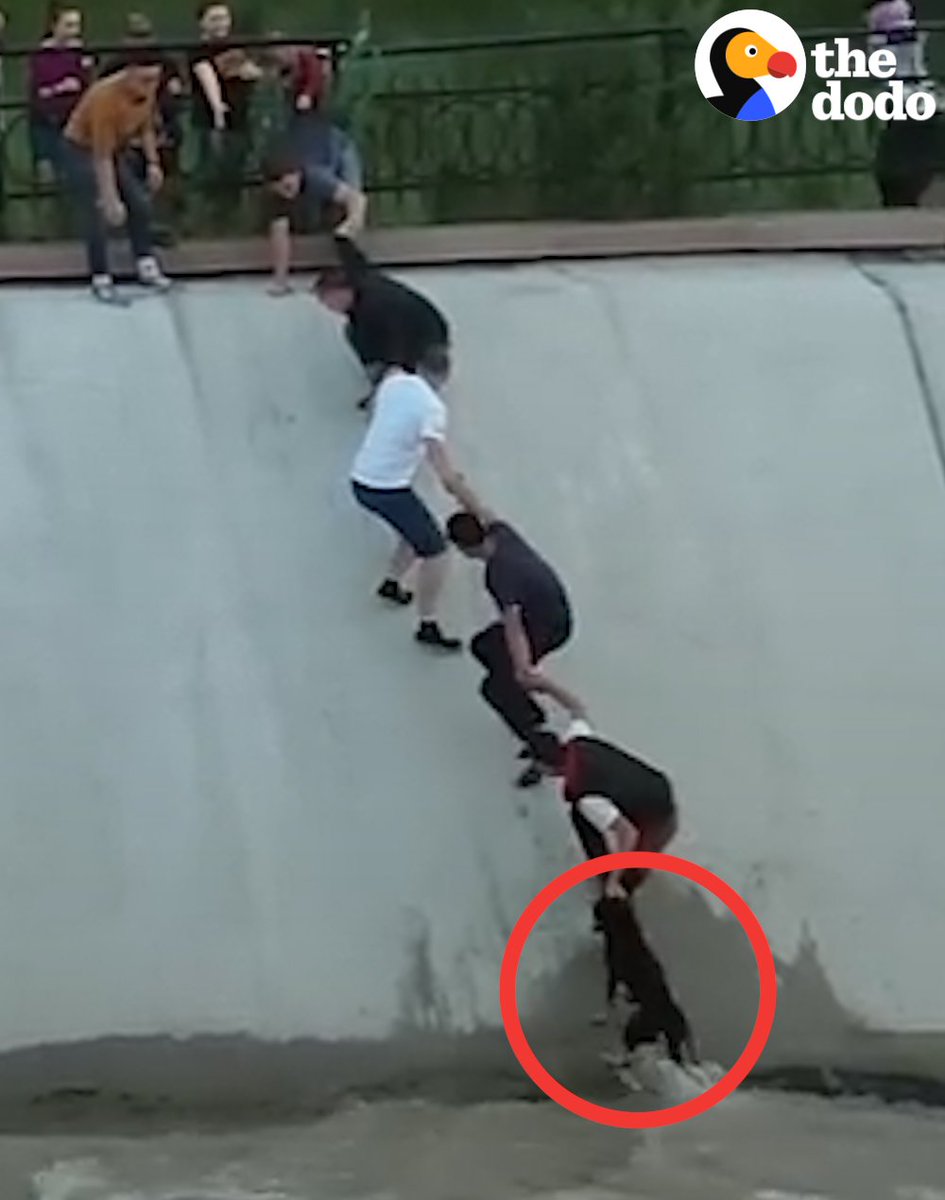 RT @dodo: These total strangers rallied together to rescue a stranded dog. Most intense human chain ever! https://t.co/191q6OvKNF