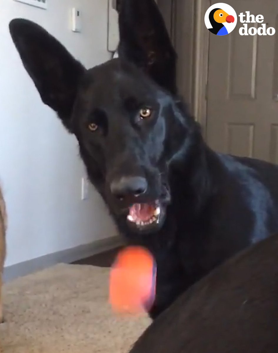 RT @dodo: This dog heard a girl crying and got VERY concerned ???????? https://t.co/qiSCpE7aqY