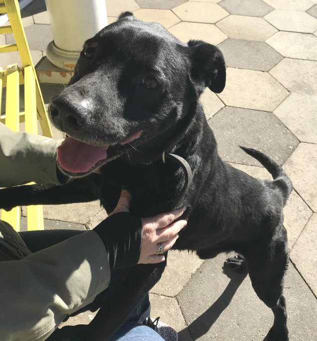 Found Dog Found Dog