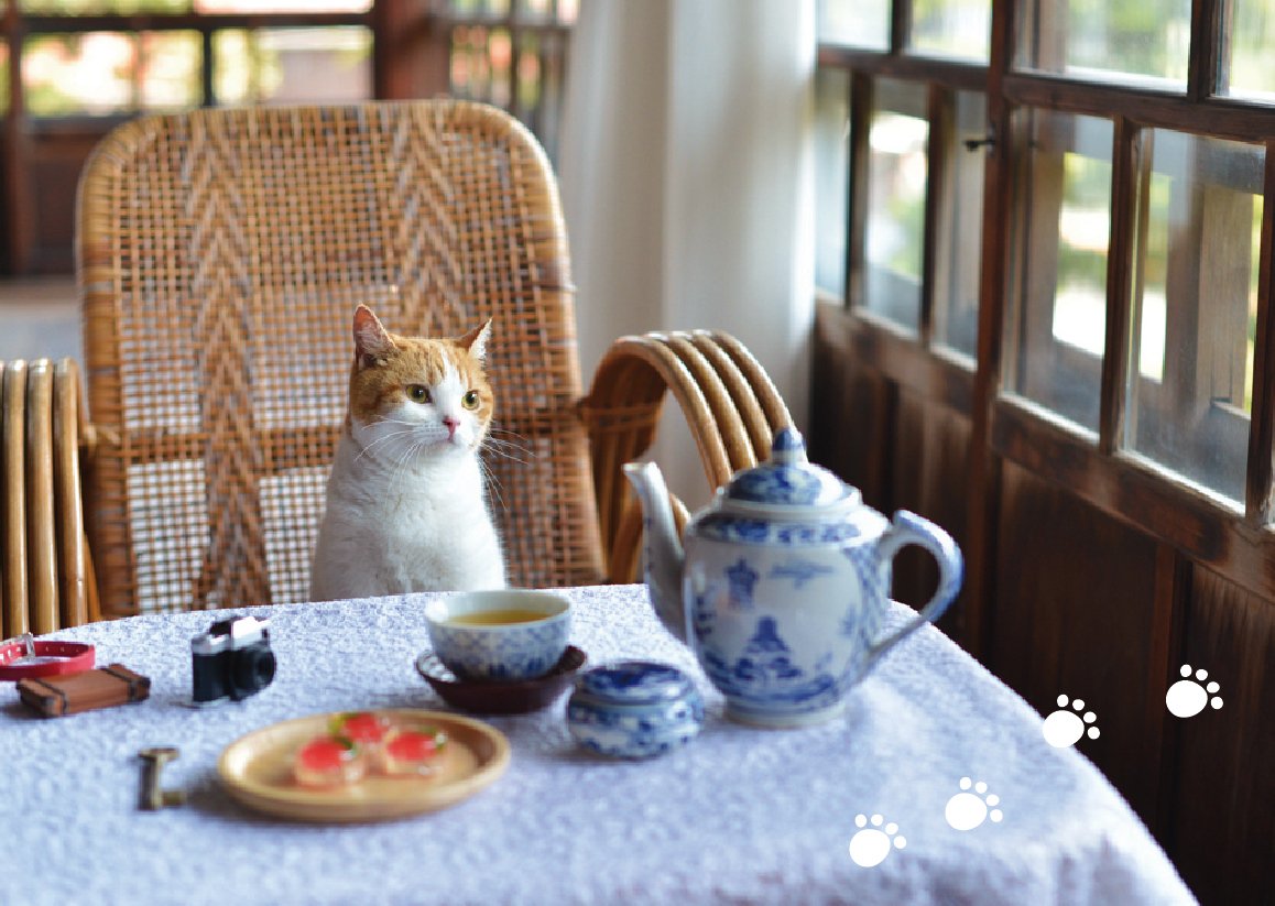 Кошки и завтрак