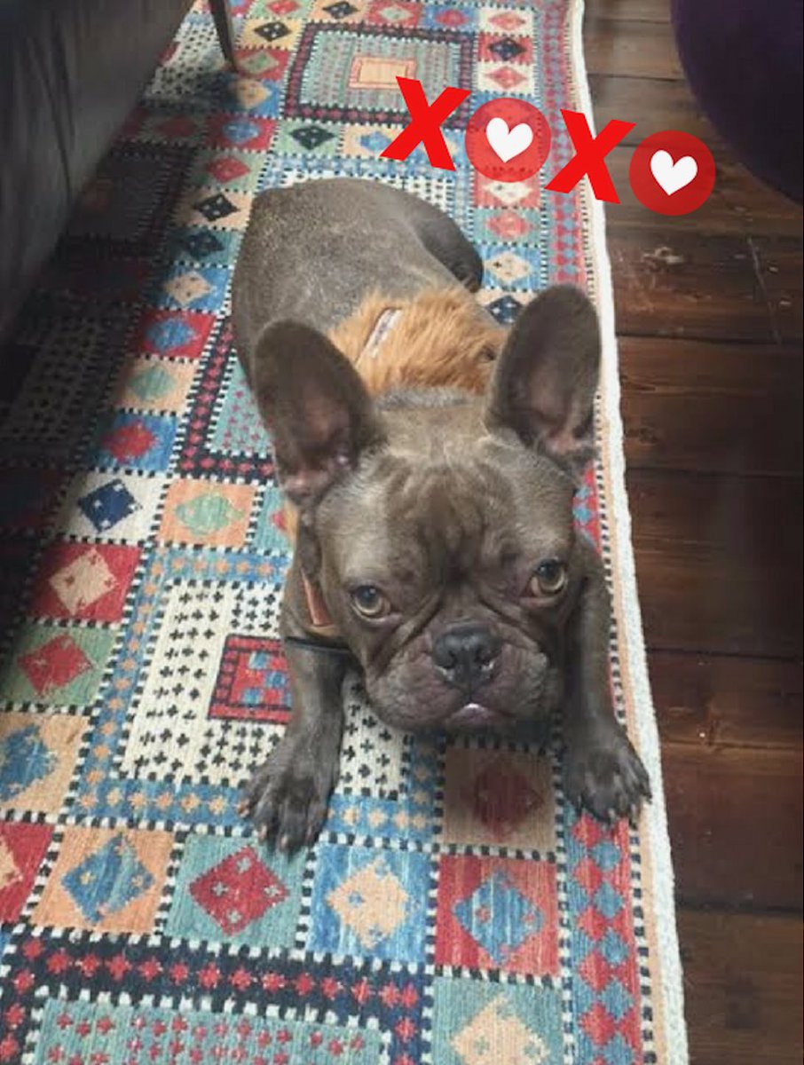 He’s single and ready to mingle. #Nelson #HappyValentinesDay #frenchbulldog https://t.co/DVOBnTLtzV
