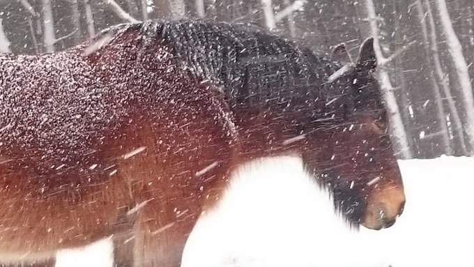 彼らに会いに行ってきた。野放馬と、昔は呼ばれていた馬。冬季は『アタカ』(精霊の守り人に出てきそうな名前だ)という放牧地で 彼らに会いに行ってきた。野放馬と、昔は呼ばれていた馬。冬季は『アタカ』(精霊の守り人に出てきそうな名前だ)という放牧地で