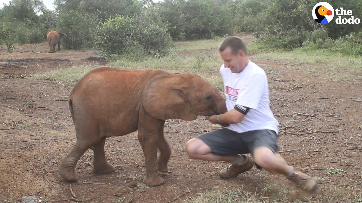 RT @dodo: This guy's trying to film a very important message — but this baby elephant would rather play! https://t.co/8D9T0eUbZR