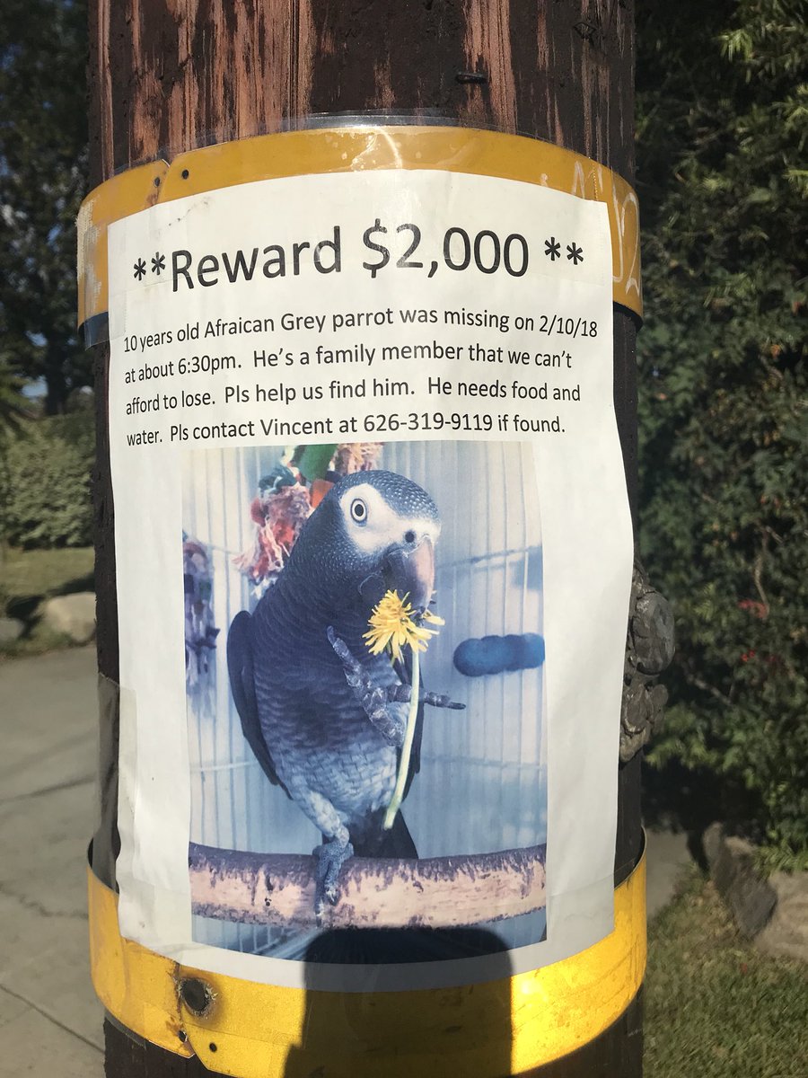 If you live near Pasadena or the San Gabriel Valley keep your eyes peeled for this little guy please! https://t.co/ownLZC55Fw