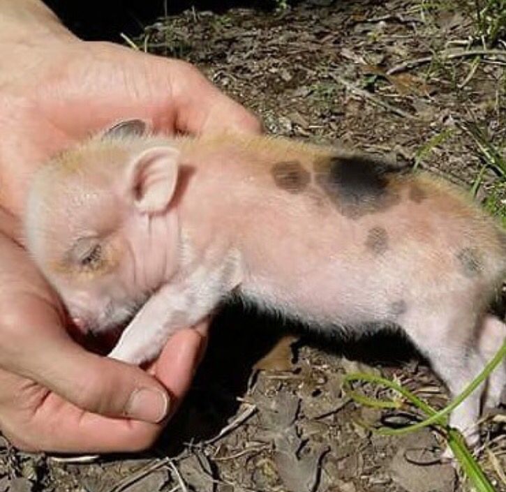 RT @TheHumaneLeague: All animals deserve compassion and kindness. https://t.co/KGPkEZyGg4