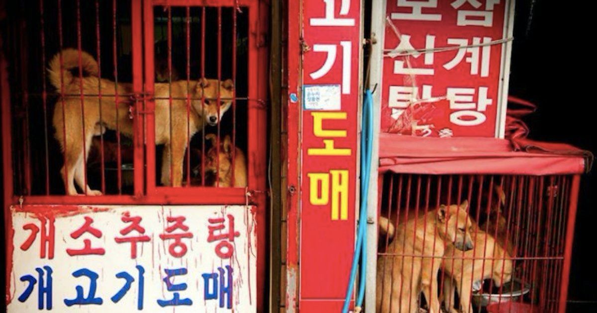 RT @dodo: South Korea doesn't want Olympic visitors to see what it does to dogs. https://t.co/EM69NSgCJw https://t.co/vYdGgnF89n