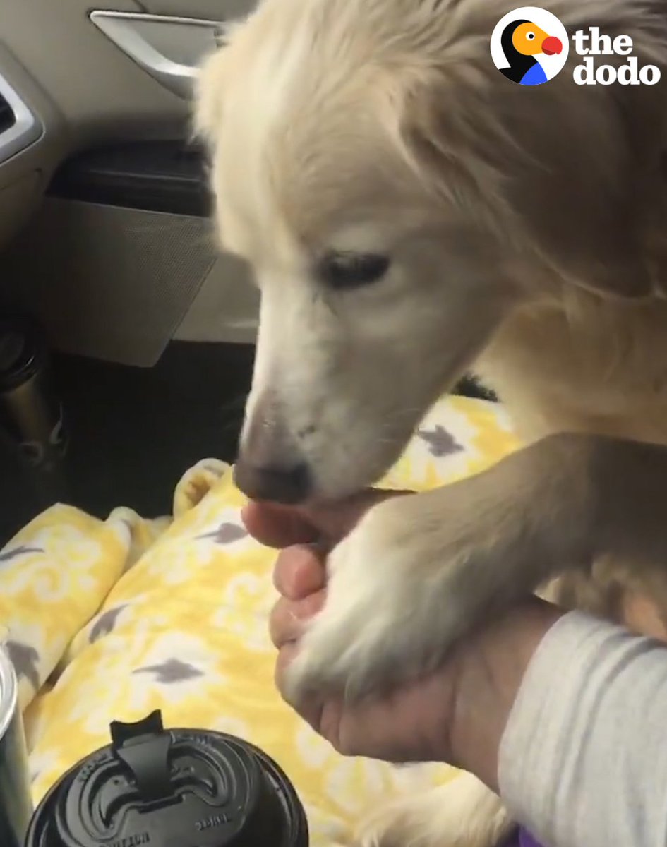 RT @dodo: This shelter dog held her foster mom's hand for the entire 2-hour drive home ❤️ https://t.co/bIkDuNUfUY