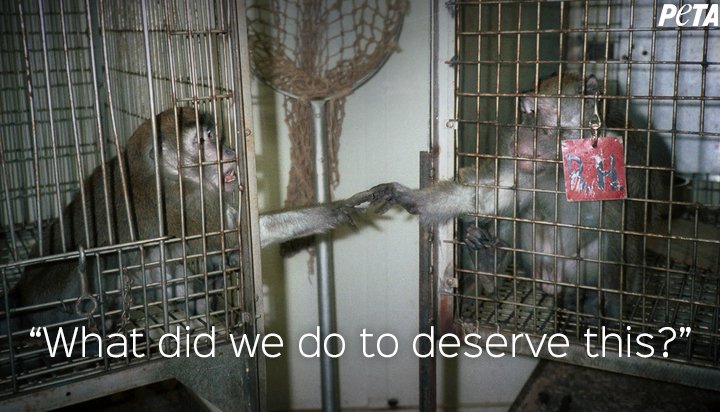 RT @peta: It's 2018. No one should spend life in a cage and suffer through painful experiments ???? #StopAnimalTests https://t.co/l5KMMB0pHF