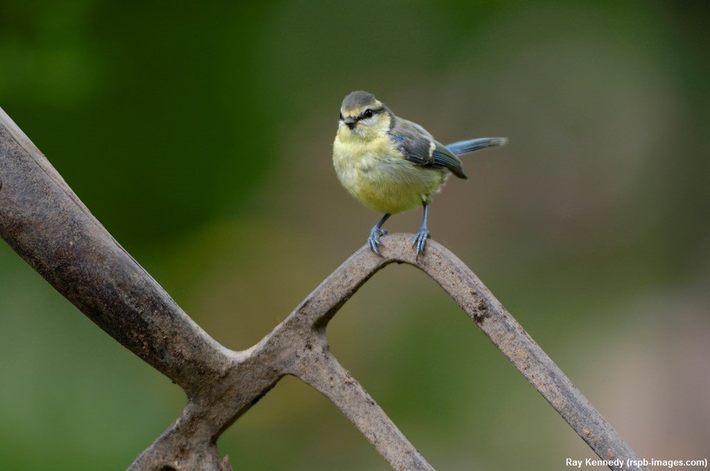 RT @Natures_Voice: Baffled by a bird? Why not try our online bird identifier! https://t.co/juJhupfII7 https://t.co/hnSnDEWOHB