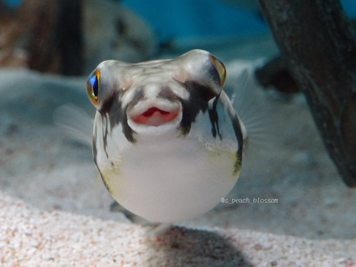 これが水族館の本気 魚の正面顔愛好会 がシュールすぎて癒される