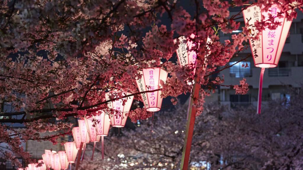 sakura or cherry blossoms are one of the enduring symbols of