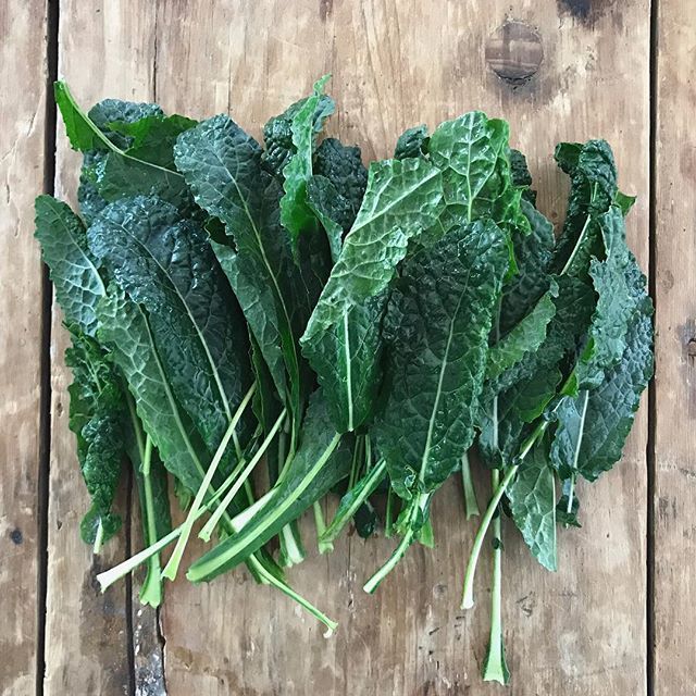 Home sweet home! We were welcomed back with an abundance of kale in our #garden https://t.co/Kj7gJ6GwAK https://t.co/d9vE7lybWj