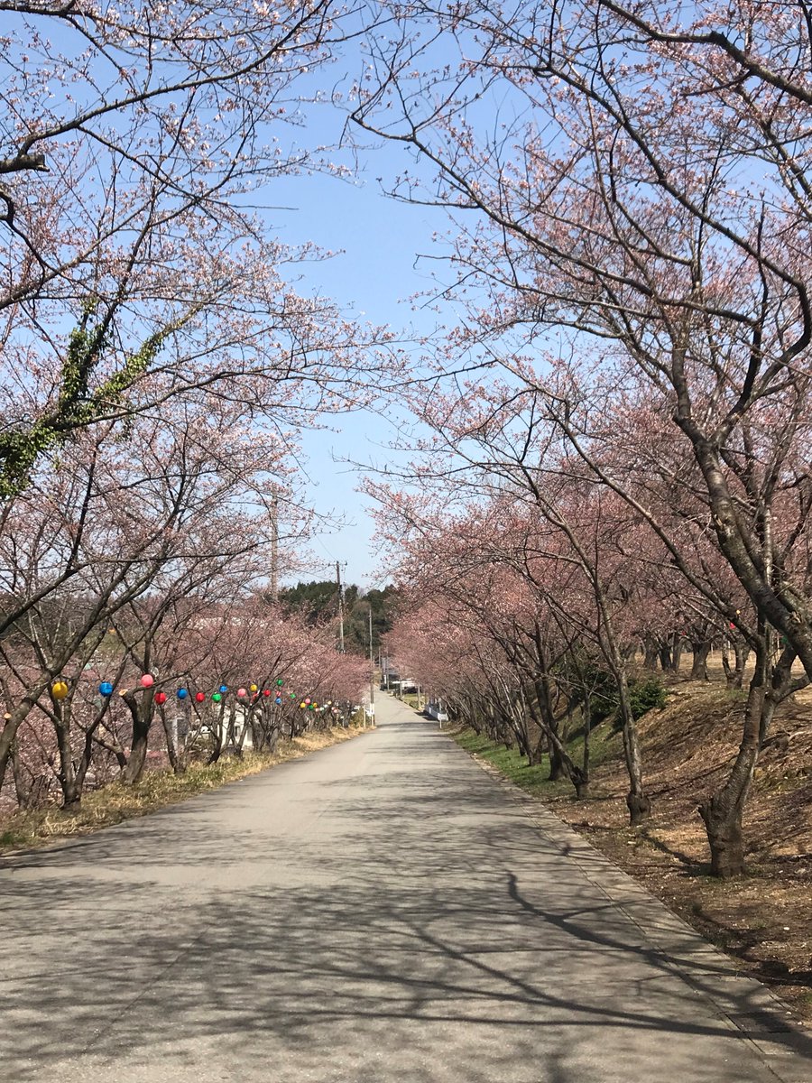 今日の『山室の桜並木』と『再会の土手』山室の桜は花が開き始めています、もう少しで見頃でしょうか?#ちはやふるの世界 原画 今日の『山室の桜並木』と『再会の土手』山室の桜は花が開き始めています、もう少しで見頃でしょうか?#ちはやふるの世界 原画