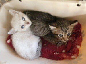 🆘🆘🆘🆘🆘🆘長崎県動物管理所期限→7月23日性別→男→女→2兄妹月齢→約1ヵ月猫種→シャムmix風(女)→キジ(男)性格 🆘🆘🆘🆘🆘🆘長崎県動物管理所期限→7月23日性別→男→女→2兄妹月齢→約1ヵ月猫種→シャムmix風(女)→キジ(男)性格