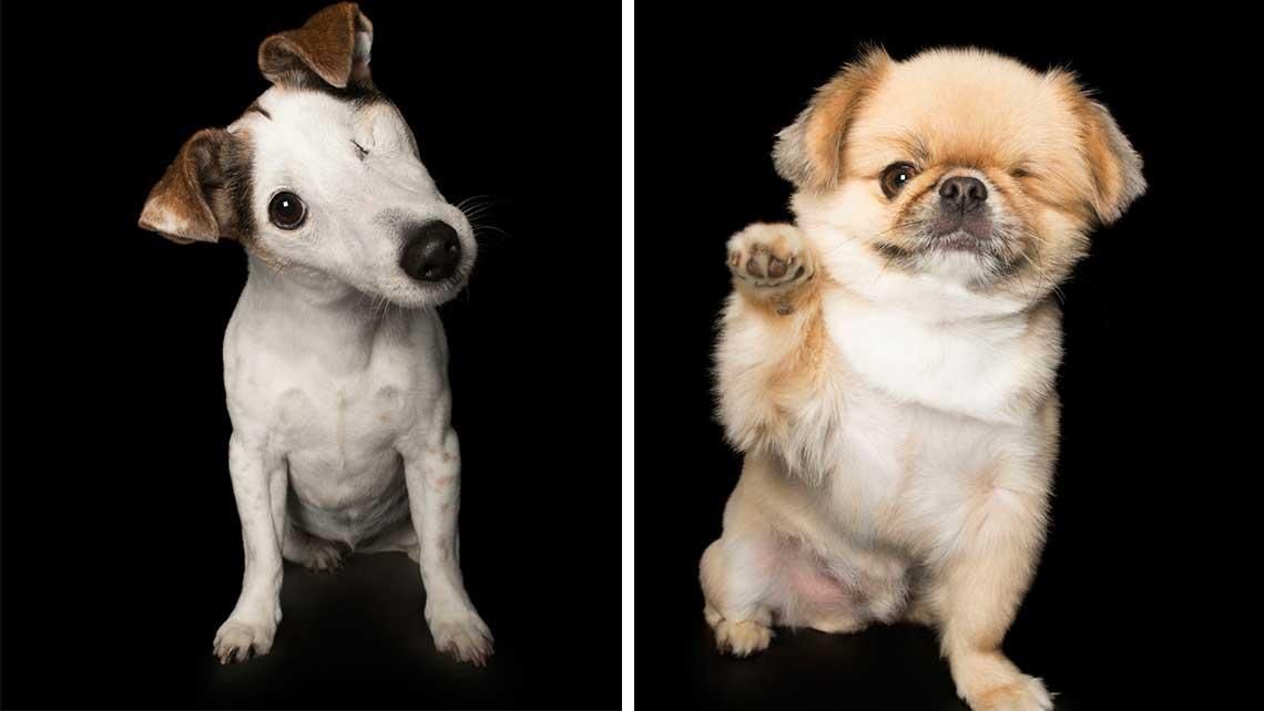 The Internet Is Obsessed With This Rescue Dog Who Totally Botched a Canine Competition The Internet Is Obsessed With This Rescue Dog Who Totally Botched a Canine Competition new photo The Internet Is Obsessed With This Rescue Dog Who Totally Botched a Canine Competition The Internet Is Obsessed With This Rescue Dog Who Totally Botched a Canine Competition new photo